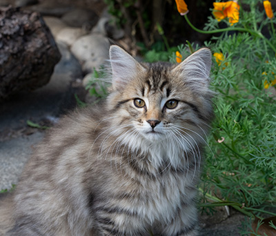 Pickwick - 12 weeks old