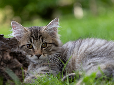 Pickwick - 12 weeks old