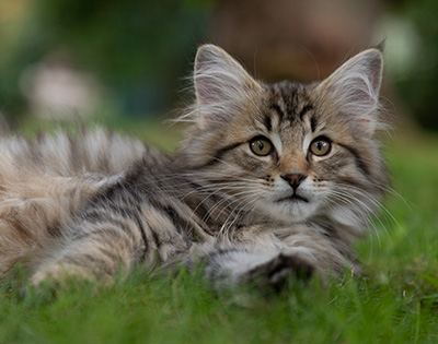 Pickwick - 12 weeks old