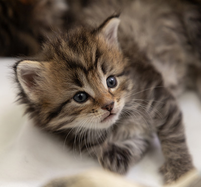 Pickwick - 4 weeks old