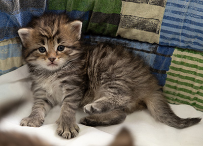 Pickwick - 4 weeks old
