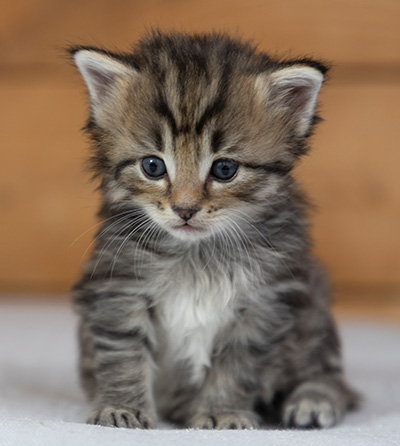 Pickwick - 4 weeks old