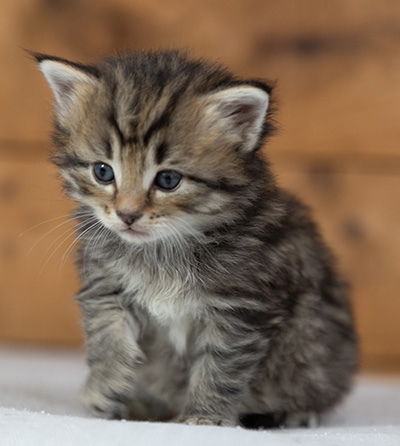 Pickwick - 4 weeks old