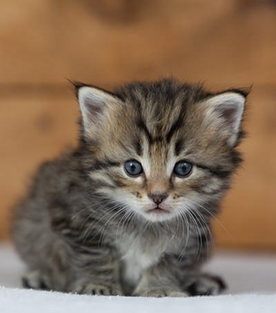 Pickwick - 4 weeks old