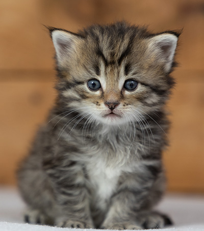 Pickwick - 4 weeks old