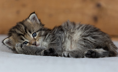 Pickwick - 4 weeks old