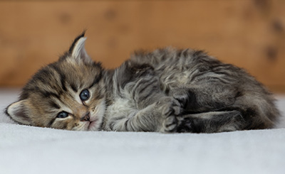 Pickwick - 4 weeks old