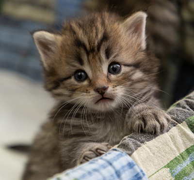Pickwick - 4 weeks old