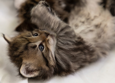 Pickwick - 4 weeks old