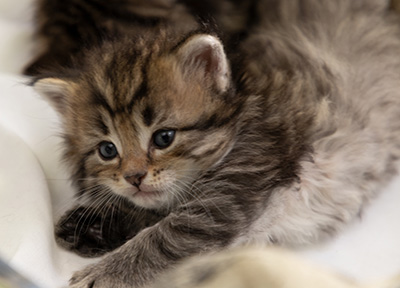 Pickwick - 4 weeks old