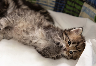 Pickwick - 4 weeks old