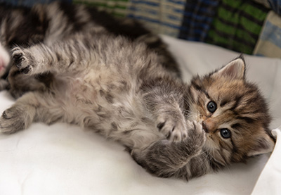 Pickwick - 4 weeks old