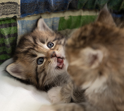 Pickwick - 4 weeks old