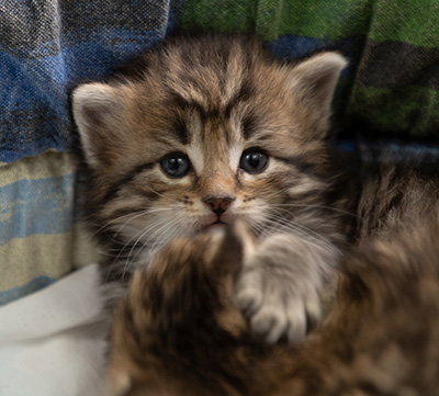 Pickwick - 4 weeks old