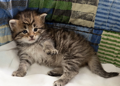 Pickwick - 4 weeks old