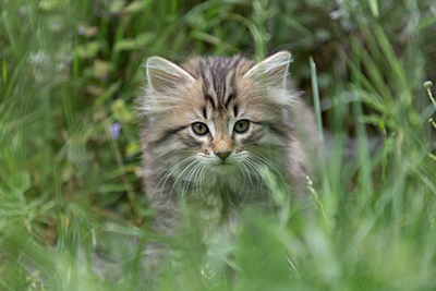 Pickwick - 8 weeks old
