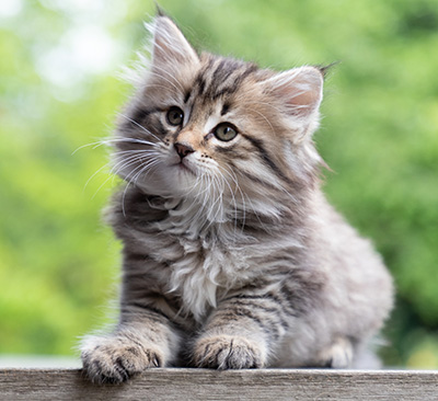 Pickwick - 8 weeks old