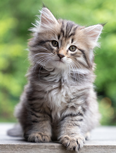 Pickwick - 8 weeks old