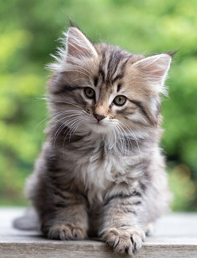 Pickwick - 8 weeks old