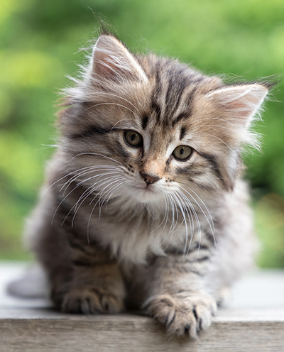 Pickwick - 8 weeks old