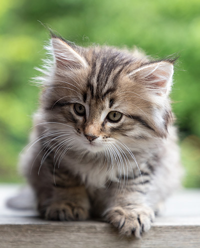 Pickwick - 8 weeks old