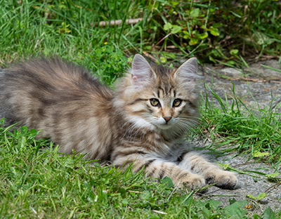 Poppins - 12 weeks old
