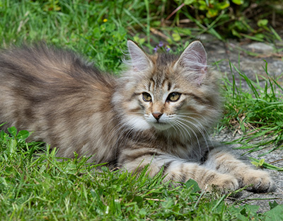 Poppins - 12 weeks old