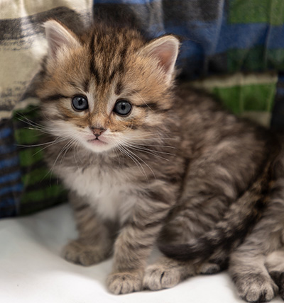 Poppins - 4 weeks old