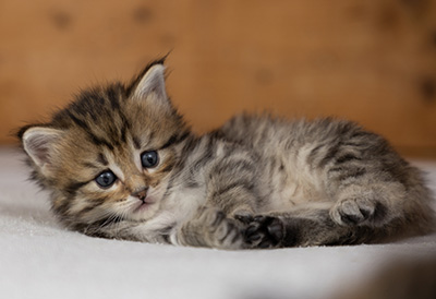 Poppins - 4 weeks old