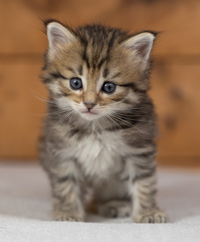 Poppins - 4 weeks old