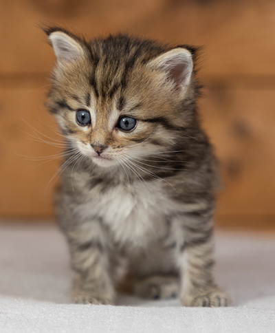 Poppins - 4 weeks old