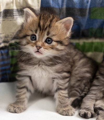 Poppins - 4 weeks old