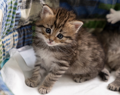 Poppins - 4 weeks old