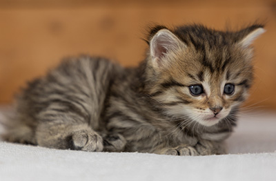 Poppins - 4 weeks old