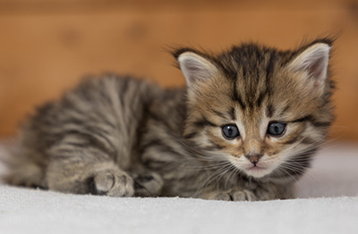 Poppins - 4 weeks old
