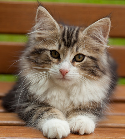 Iakov - 12 weeks old