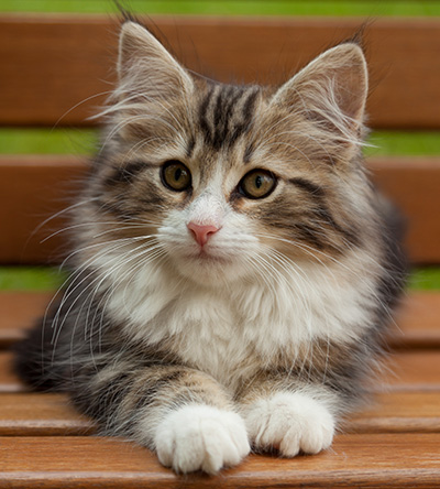 Iakov - 12 weeks old