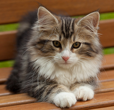 Iakov - 12 weeks old