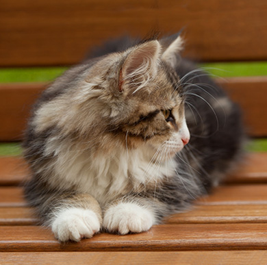 Iakov - 12 weeks old