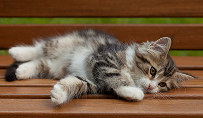 Iakov - 12 weeks old
