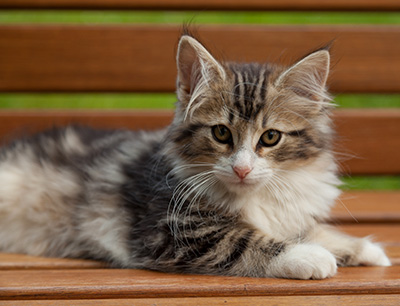 Iakov - 12 weeks old
