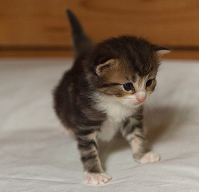 Iakov - 3 weeks old