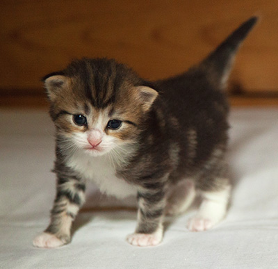 Iakov - 3 weeks old