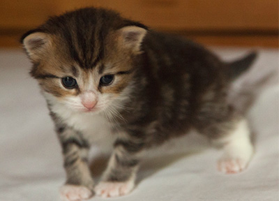 Iakov - 3 weeks old