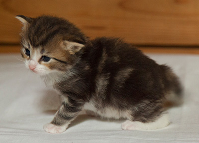 Iakov - 3 weeks old