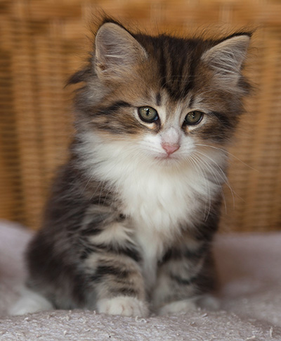 Iakov - 7 weeks old