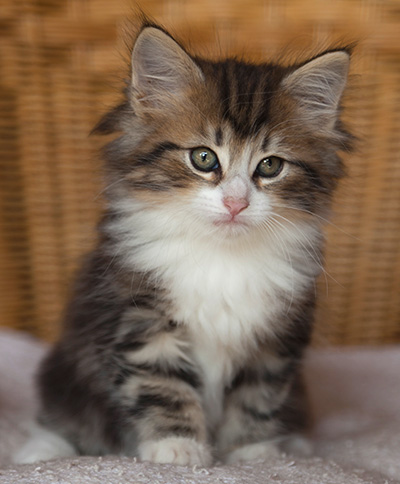 Iakov - 7 weeks old