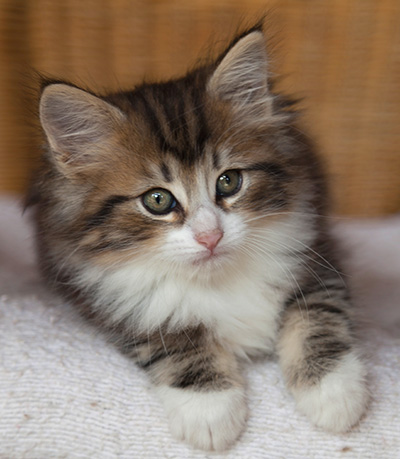 Iakov - 7 weeks old
