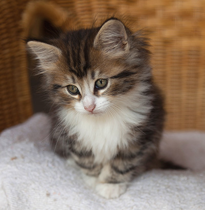 Iakov - 7 weeks old