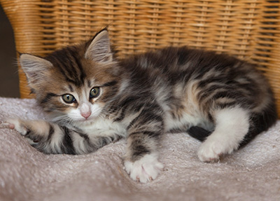 Iakov - 7 weeks old